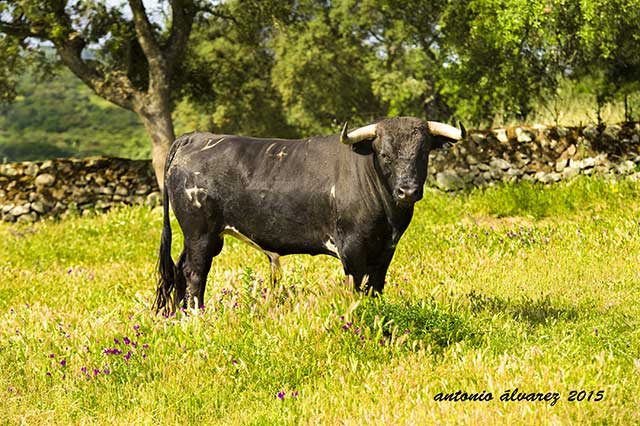 Nobleza en la mirada del bragado 41