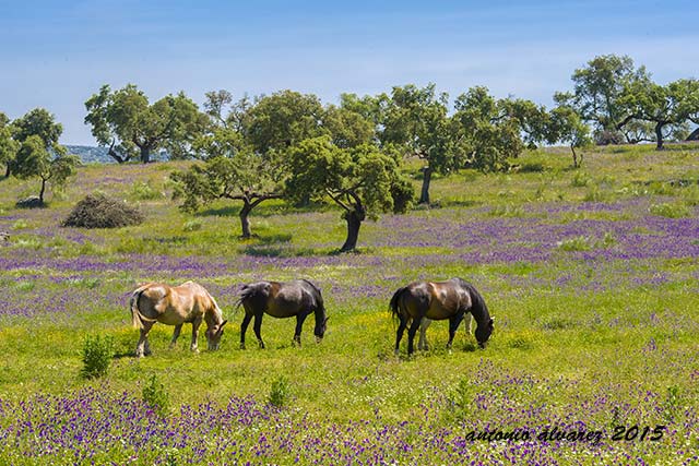 En una dehesa que da cobijo a caballo y toro