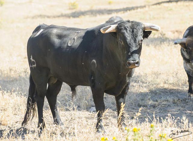 Nº 3 - Navegante - negro mulato