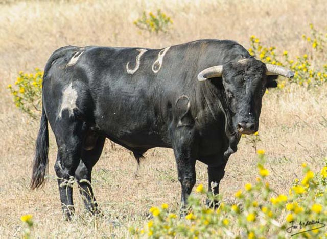 Nº 38 - Caserillo - negro mulato