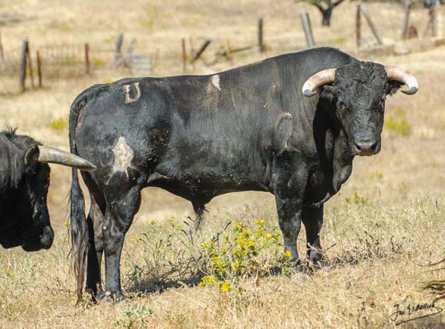 Nº 9 - Alamito - negro mulato