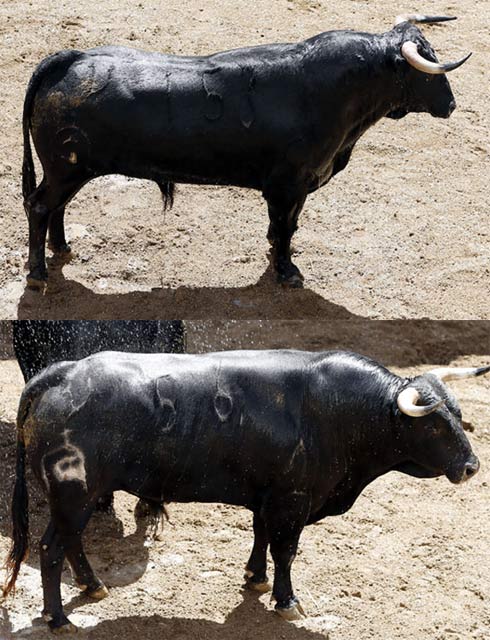 Jurista-153 y Vivales-56, los dos novillos de Fuente Ymbro que lidiará Ginés Marín en La Maestranza (FOTO: Toromedia)