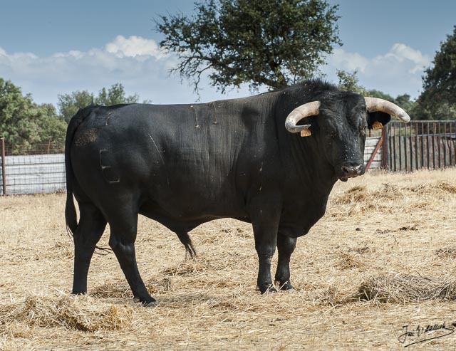 Nº 11 - Cariñoso