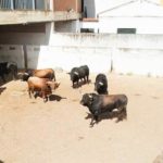 Toros en los corrales de Badajoz (FOTO:José Mª Ballester)