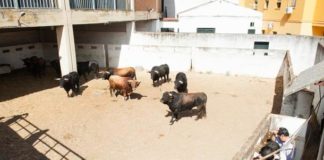 Toros en los corrales de Badajoz (FOTO:José Mª Ballester)