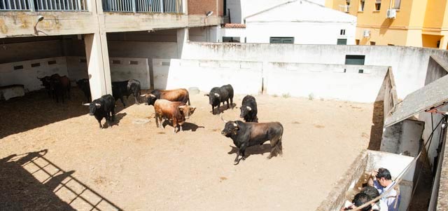 Toros en los corrales de Badajoz (FOTO:José Mª Ballester)