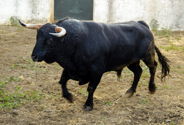 Nº 1- Mocito - 532 kilos- negro