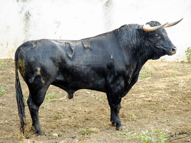 Nº 34- Criado - 495 kilos- negro