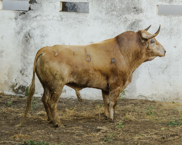 Nº 6- Melonero - 475 kilos- melocotón (1er. sobrero)