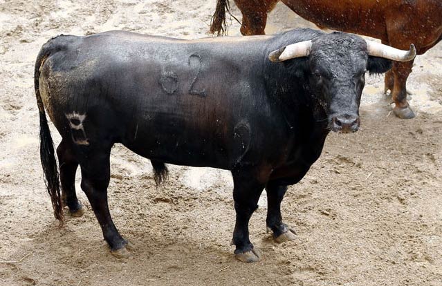 'Greñosero', nº 62, de 499 kilos (FOTO:Toromedia)