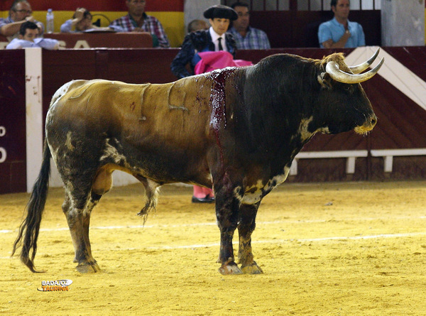 Impecable presentación de la corrida de Algarra