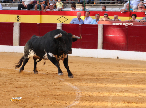 El toro del doctorado