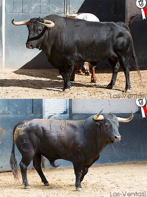 'Jabato' y 'Mareado', los dos toros que han correspondido en suerte a Parejo en Madrid (FOTO: Juan Pelegrín)