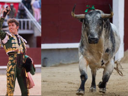 Manuel Escribano y el toro Agitador, premiados en Villanueva de la Serena (FOTOS: Las-Ventas.com)