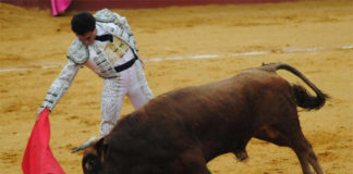 García Corbacho muleteando al eral que le tocó en Alcalá del Río