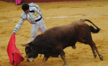 García Corbacho muleteando al eral que le tocó en Alcalá del Río
