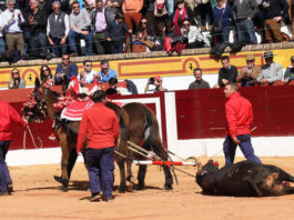 Los números del serial de Olivenza Vuelta al ruedo a Anaranjado de Cuvillo (FOTO: Gallardo)