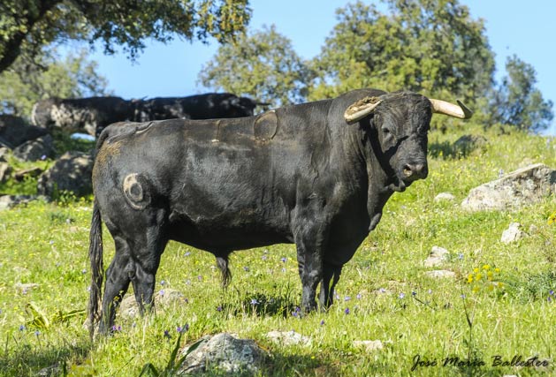 Toro de Arcadio Albarrán para 2016