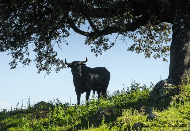 El toro forma parte del paisaje de 'Pedro Martín'...