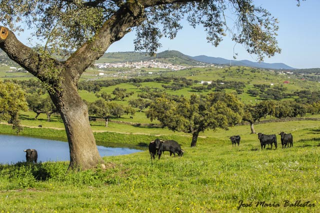 Los toros junto a la charca e Higuera al fondo