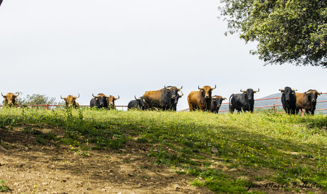 Los novillos en su cerrado