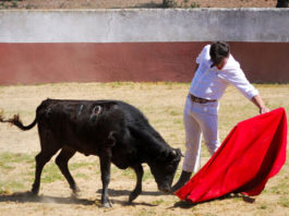 Luis Domínguez tentando para los socios de la Peña 'Media Verónica' de Herrera del Duque