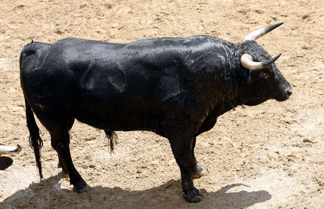Nº 25 - Trianero - El Parralejo