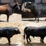 lotes-masgm