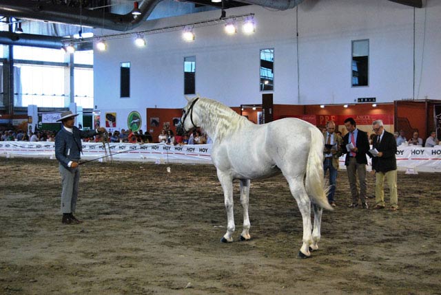 El caballo comparte también protagonismo 