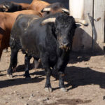 laminoso-n-8