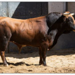 carabinero