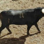 Maluco, nº 104, de José Luis Cochicho