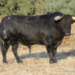 rejones-merida-l_059