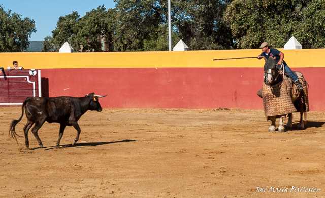 Álvaro Marrón tirando el palo a una vaca