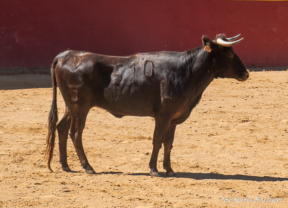 Una de las utreras del tentadero