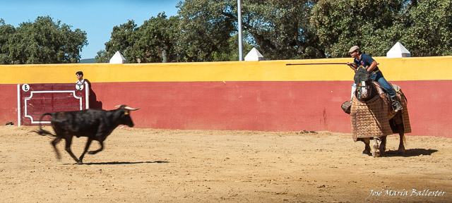 Una brava embestida al picador