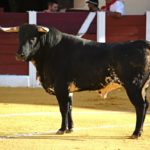 En el palco faltó sensibilidad con Pajarito, merecedor de vuelta al ruedo (FOTO:José Campos)