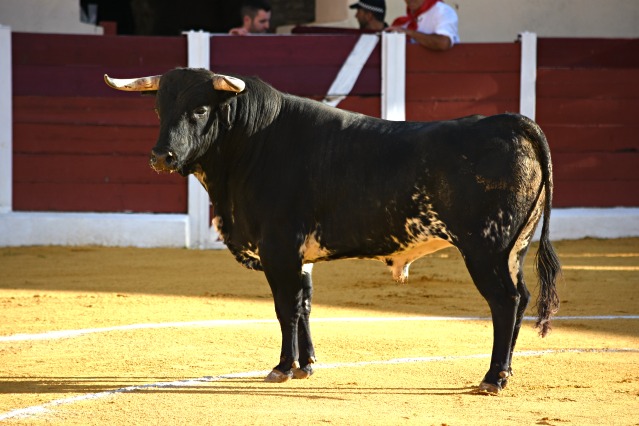 En el palco faltó sensibilidad con Pajarito, merecedor de vuelta al ruedo (FOTO:José Campos)