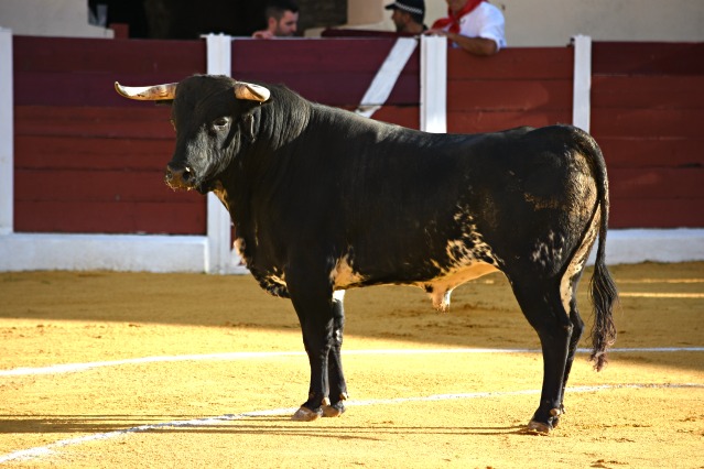 En el palco faltó sensibilidad con Pajarito, merecedor de vuelta al ruedo (FOTO:José Campos)