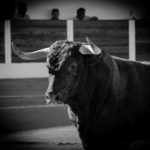 Los novillos de Carriquiri fueron los protagonistas para bien y para mal (FOTO: JMª Ballester)