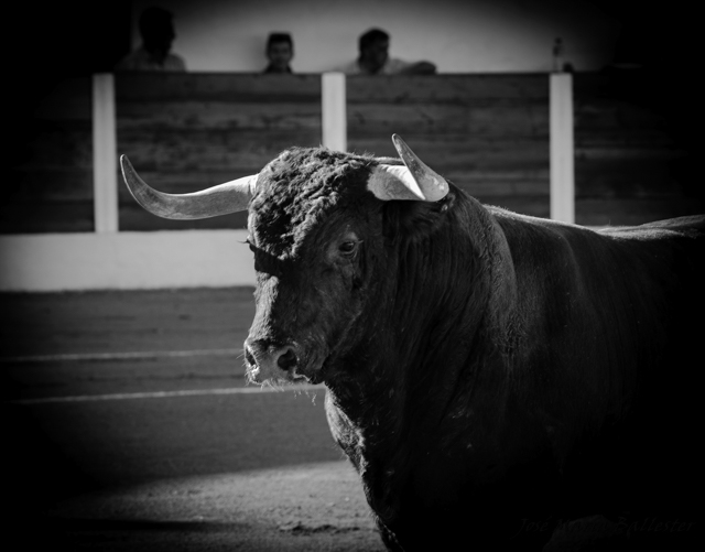 Los novillos de Carriquiri fueron los protagonistas para bien y para mal (FOTO: JMª Ballester)