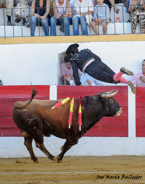 Maguilla cogiendo el olivo