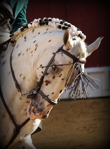 Pintas, un caballo que no necesita extras para lucir