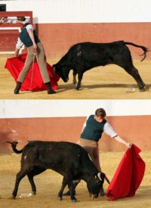 Julio Parejo tentando en la ganadería de Soto de la Fuente resultó ser nuestro octavo torero misterioso (FOTO: Gallardo)