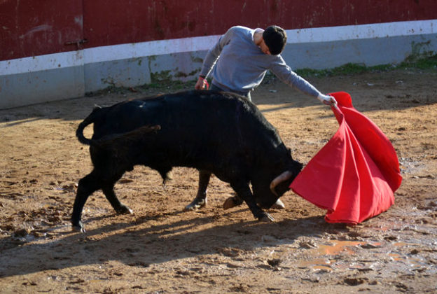 Carlos Domínguez en el tentadero final del Bolsín de Ciudad Rodrigo