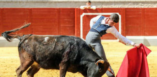 Antonio Pintiado tentando una vaca de Torrenueva en el Alfarero de Plata de Villaseca de la Sagra