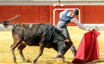 Antonio Pintiado tentando una vaca de Torrenueva en el Alfarero de Plata de Villaseca de la Sagra