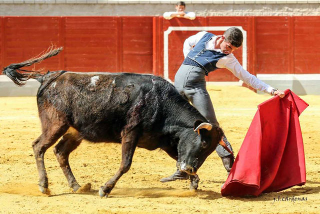 Antonio Pintiado tentando una vaca de Torrenueva en el Alfarero de Plata de Villaseca de la Sagra