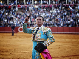 Antonio Ferrera paseando la oreja de Platino por el albero maestrante (FOTO:Toromedia)