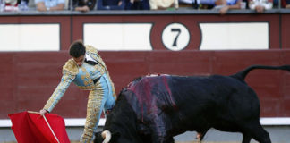 Fernando Flores expresando su toreo en Las Ventas ante el 'doloresaguirre'